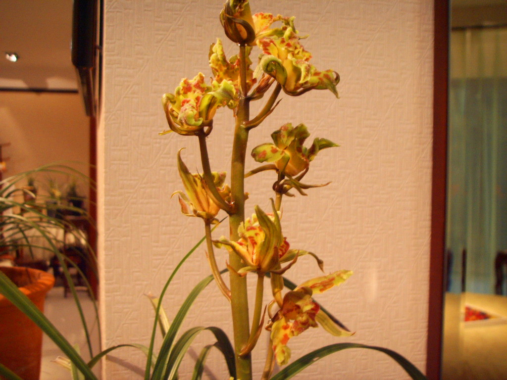 兰花栽培十大基本知识
