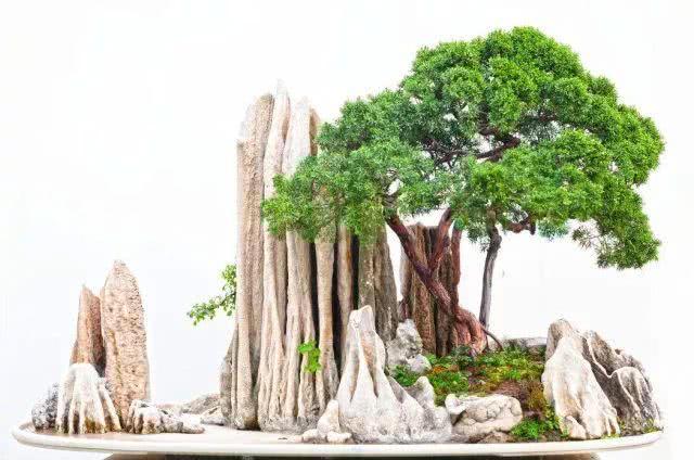 用岭南派盆景造型技法 玩雀梅盆景之作 会有怎样的奇迹？
