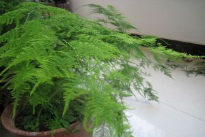 文竹掉叶子怎么办