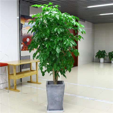 推荐6种适合客厅的植物 巧妙搭配 家财兴旺