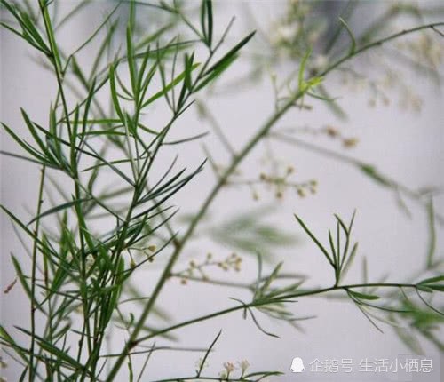 天门冬为什么茎叶容易变黄