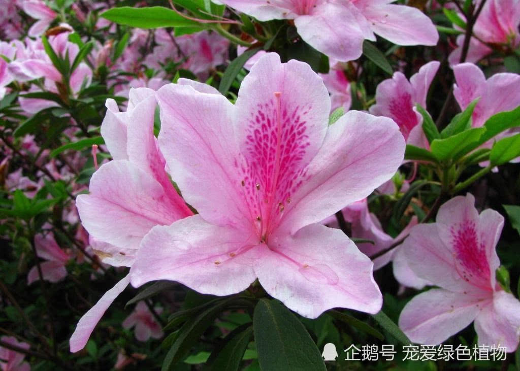新手入行养花就选它 漂亮又好养 花期长 一朵能开30天