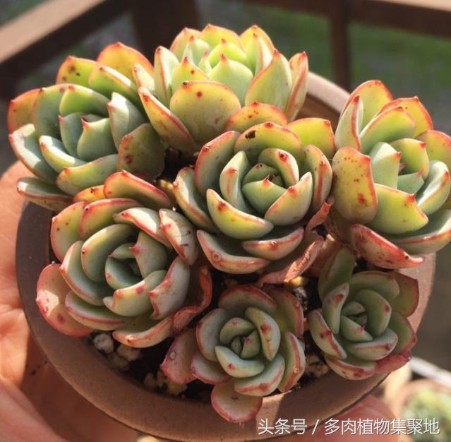 多肉植物上虫子不好清理？用上一滴醋 多肉上的蚜虫都远离