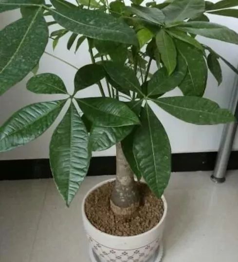 这个小玩意过期不要丢 用来养发财树那才好