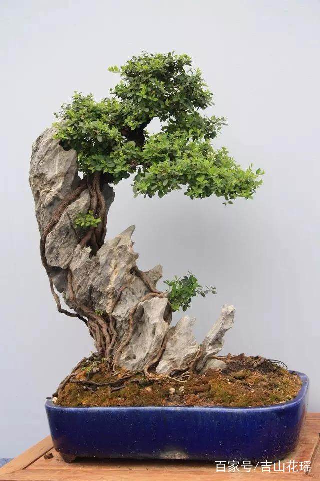 什么是树石盆景？