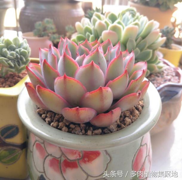 啤酒加点水用来浇多肉植物 生长迅速 叶片饱满透亮