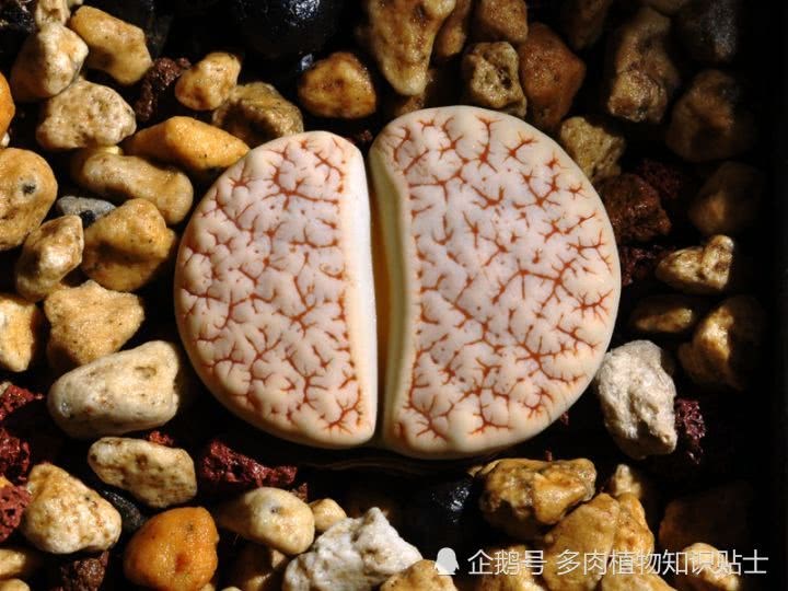 多彩的生石花季节拉开了序幕 多肉植物的春天到了