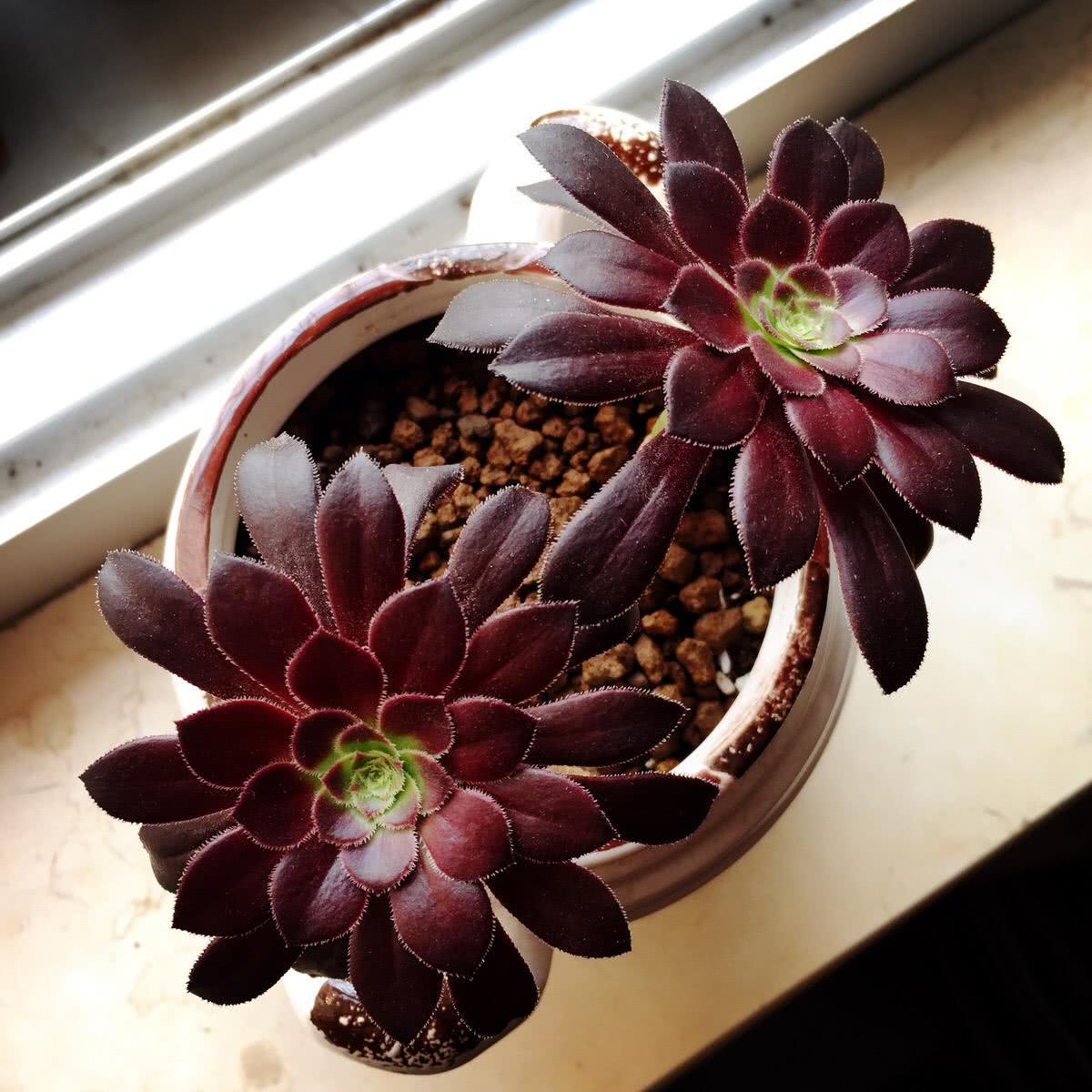 多肉植物——黑法师