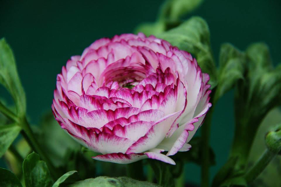 花开富贵——芹叶牡丹