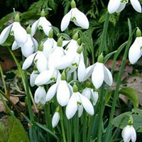 雪滴花也被叫做什么？