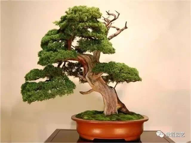 崖柏养护7要素
