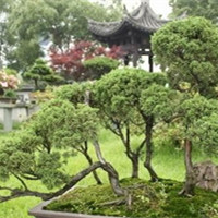 雪松的生长习性，你知道吗？