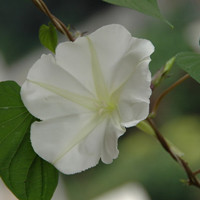 月光花的特性，你知道吗？