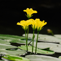 荇菜的个性,小编和你说道说道