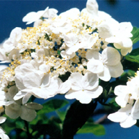 琼花的花名是什么