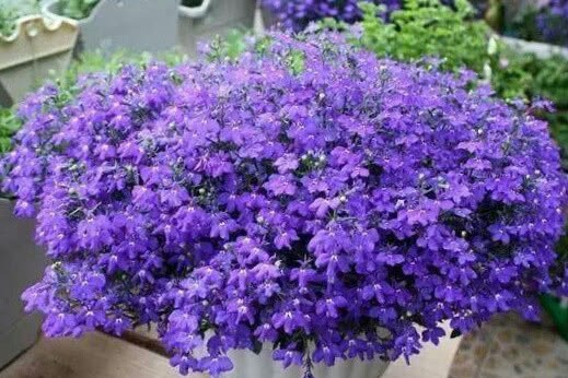 这4种垂吊花 一年能开300多天 漂亮又好养 别养绿萝多肉了