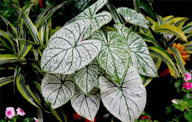 观叶植物如何养 观叶植物养护注意事项 这些您要知道