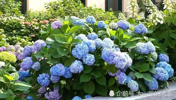 绣球的季节来了 美图跟上