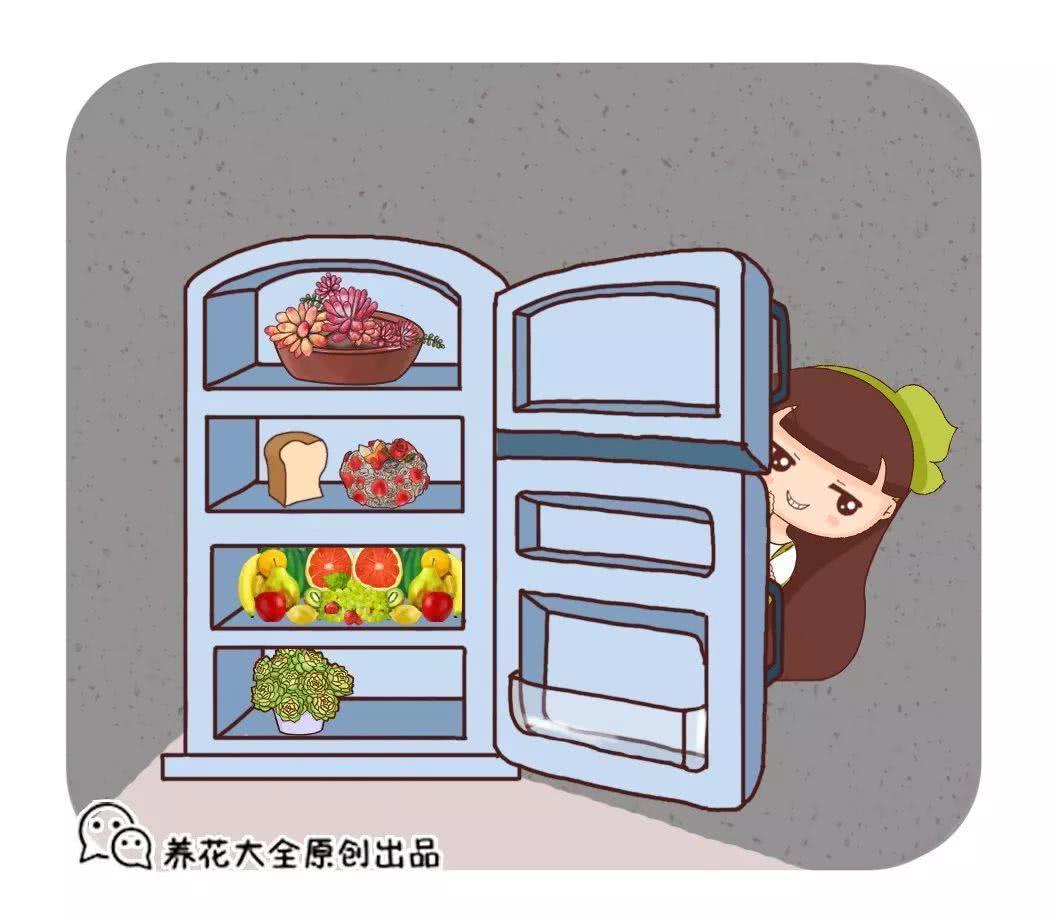 多肉塞到冰箱里 最后越变越红 砰砰爆出5个头