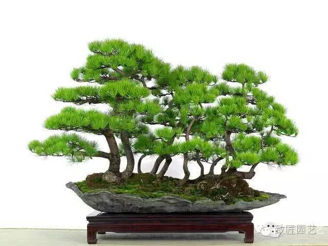 盆景养护与管理