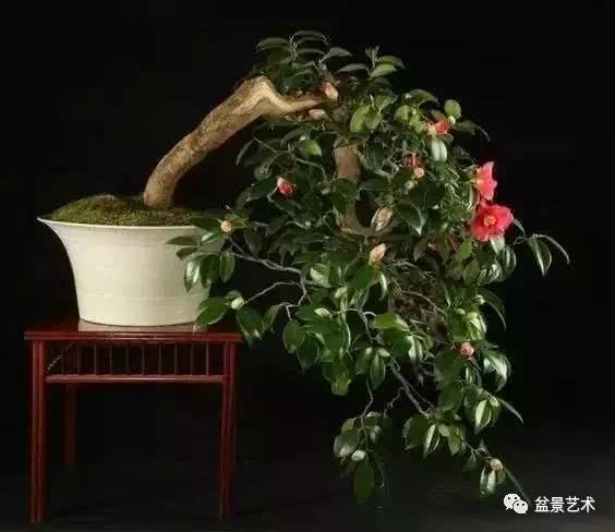 简述茶花盆景的制作管理