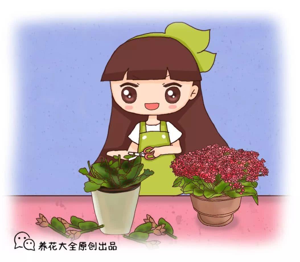 月季栀子咔嚓来1刀 花苞蹭蹭冒 爆盆啦