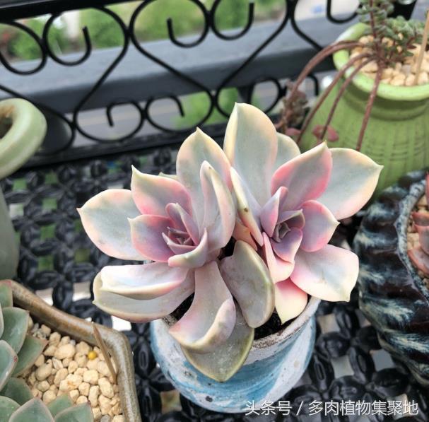 酒精能杀多肉植物上的蚧壳虫 还可以杀菌 让病虫害都远离