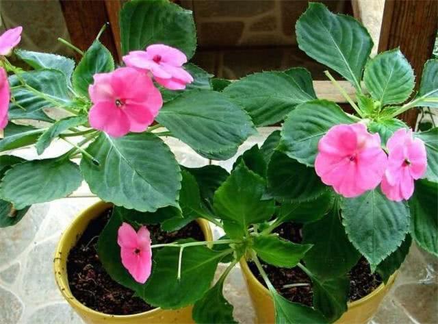 花卉黄叶、枯萎的真正原因 看完这几张图 您就明白了