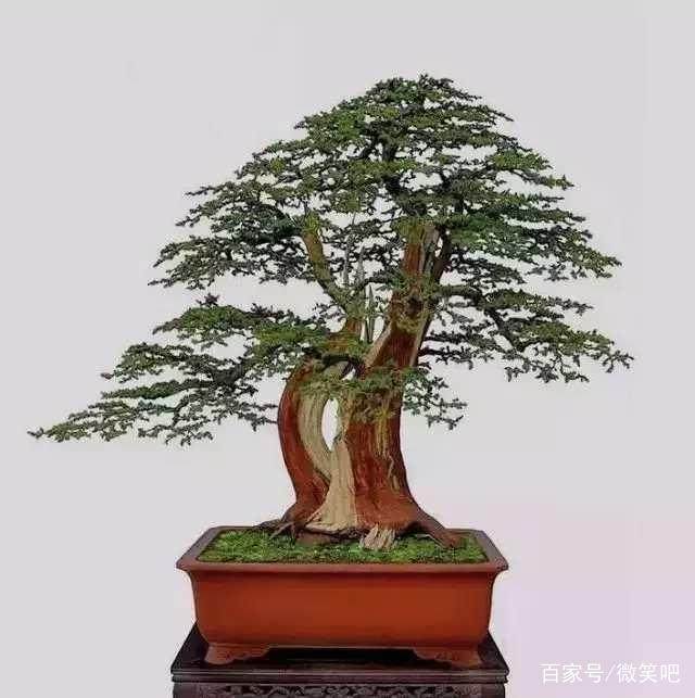 盆景造型基础知识:盆景结顶的方式 全部教给你