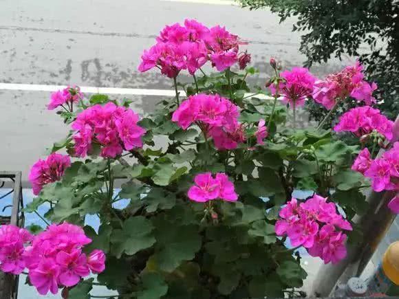 开花比绣球还美 特别好养活 阳台养一盆 蚊虫不敢来