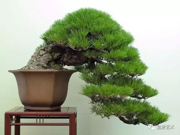 油松的栽培管理技术