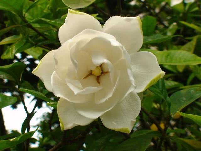 春季养花 错过这6种 就错过了一花园