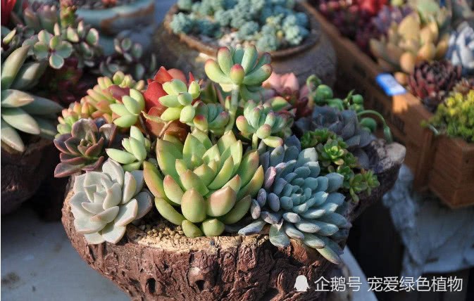 多肉植物浇水只是干透浇透?难怪多肉根系一直长不好