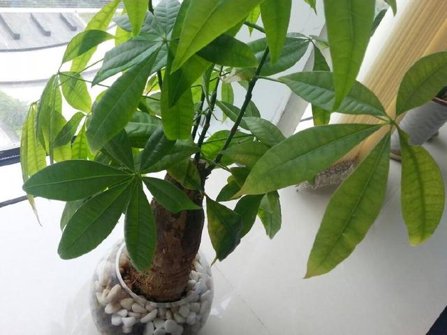 聪明人都养这4种花 好看又好养 轻松爆盆 你不养吗?