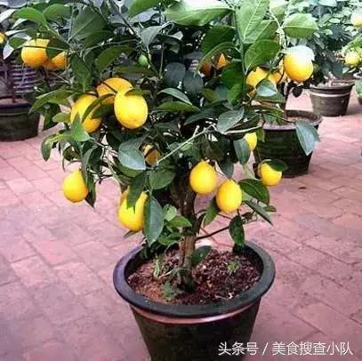 家里种这几盆水果盆栽 变成水果乐园 都吃不完
