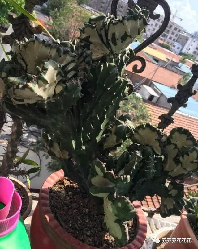 麒麟掌养不好 注意这几点 茎节油绿不长斑 一年能长一大截