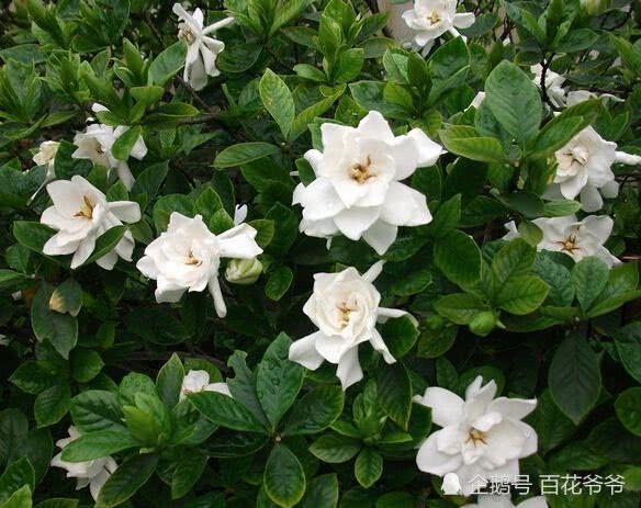 栀子花有花苞不开花?试试这样做 一开就是三个月