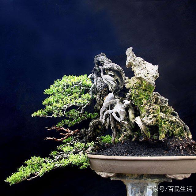 盆景欣赏:图一这附石式盆景 叫人分不清枝干与石头 造型太独特