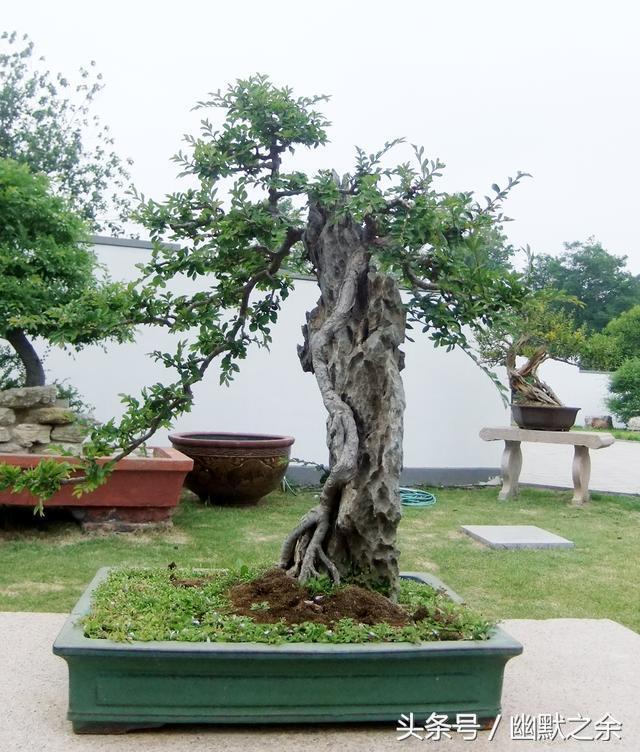 公园盆景展上拍到的一组盆景 你能认出它们都是什么树种做的吗