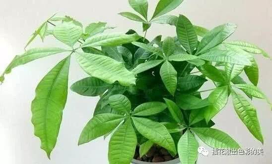 老花农说的一句话:养好家里11种花 养1盆旺1盆 真理呀