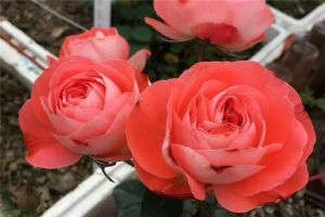 谁说没院子不能养花?这8种小型月季,种1棵爆满阳台!