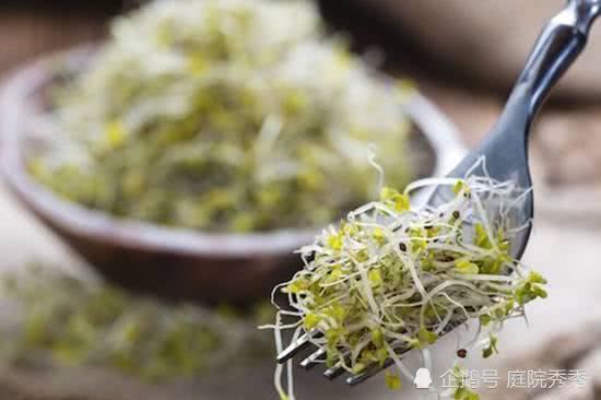 西兰花芽苗菜清脆爽口 还是抗癌佳品 跟我一起种吧