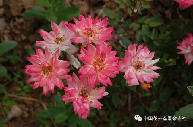 爱木盆景｜盆栽月季的管理方法