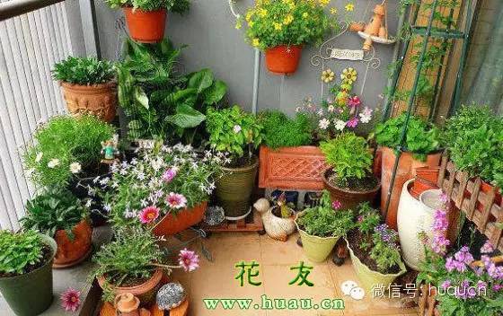 花友们总结的养花十五个误区
