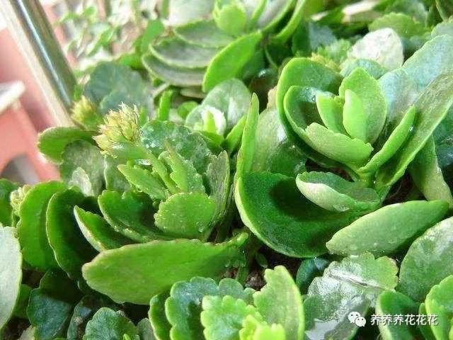 记住这几点 扦插长寿花 不到两周就能生根 秋季就能开满花