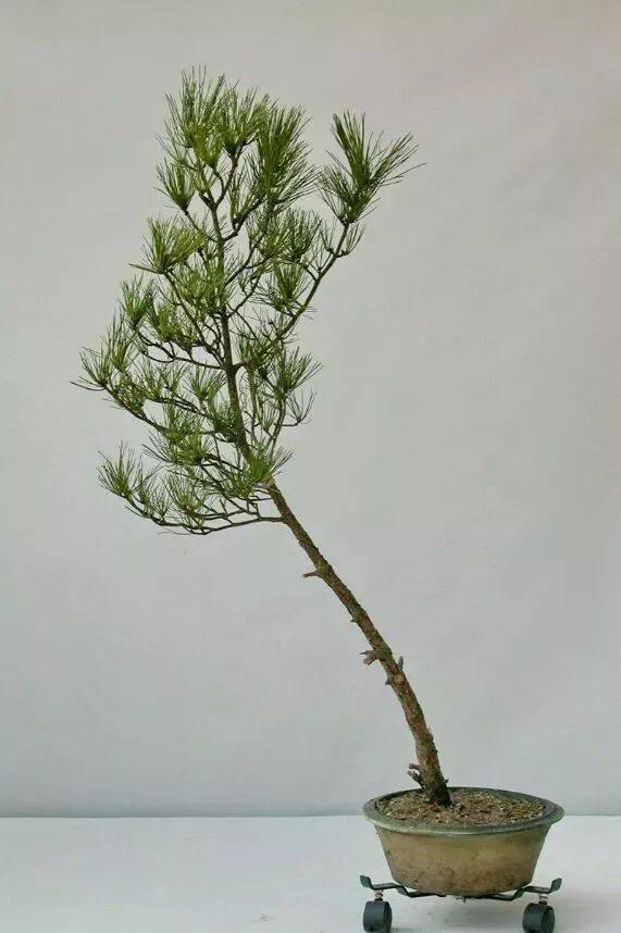 赵庆泉：文人树盆景制作过程