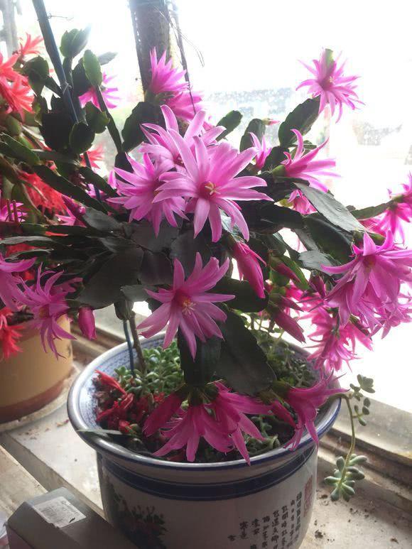 蟹爪兰为什么容易落花落蕾？注意这几点 蟹爪兰开爆不是什么难事