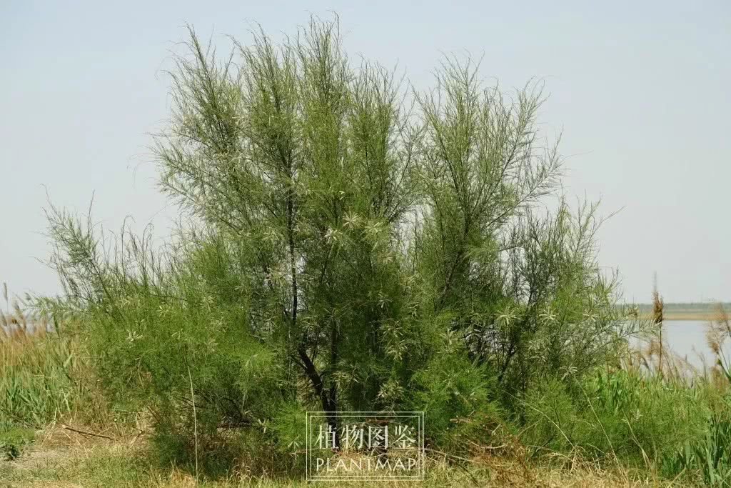 柽柳怪柳