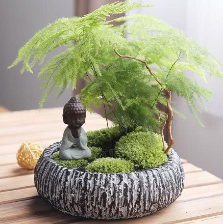 养了绿植却不知道怎么摆盆?选对花盆很重要