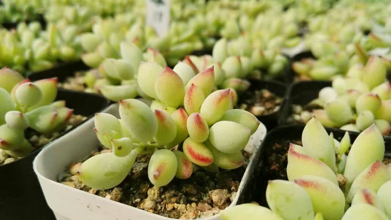 多肉植物——达摩福娘